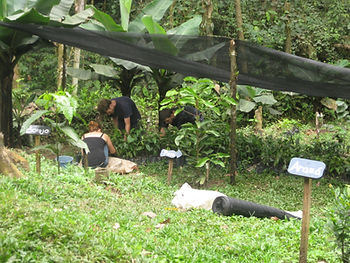 The tree nursery