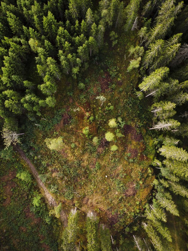 Future_Library_Forest_Rio Gandara Helsingin Sanomat.jpg