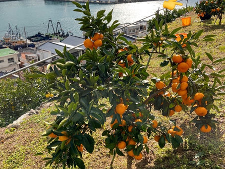 冬の恒例行事🍊✂️