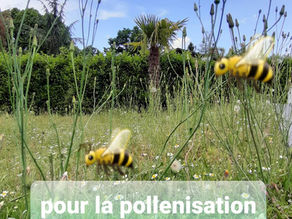 Pas de tonte en Mai