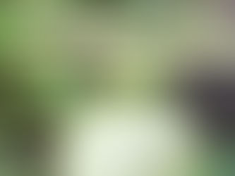 Le melon