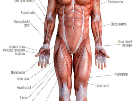 Musculatura humana