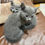 Miniatura: Filhotes de Russian Blue Macho e Femea Azul Russo
