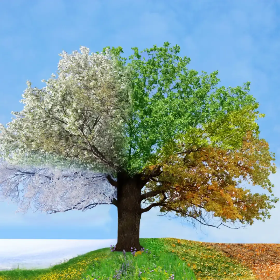 Représentation d'un arbre aux couleurs des saisons