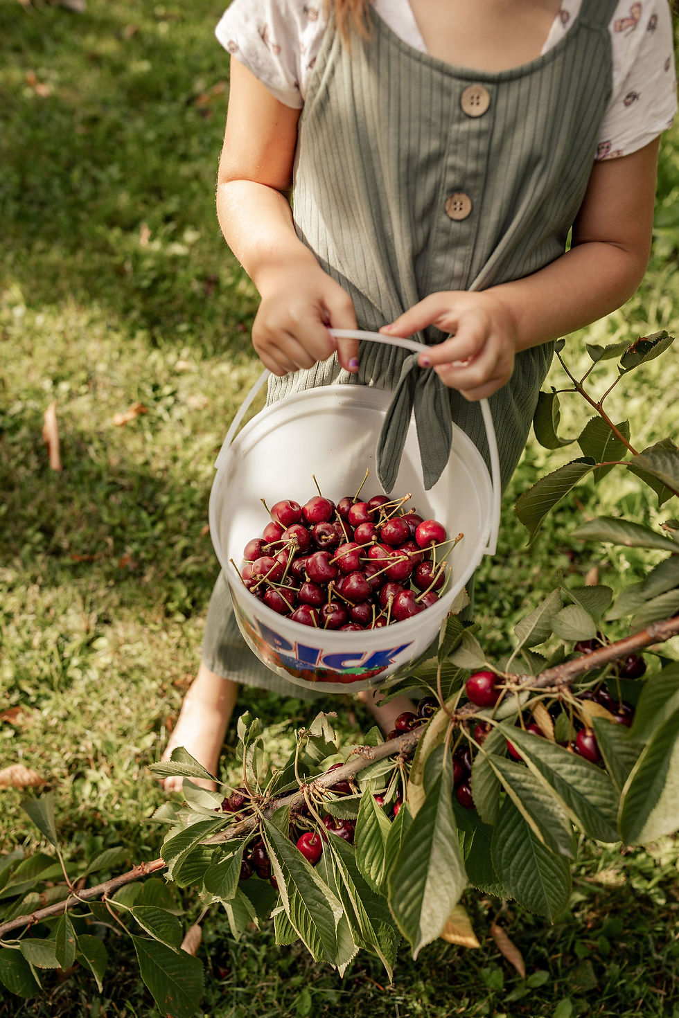 Cherries are ready in August in Creston, BC!