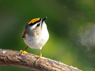 Wings, Wildlife, and Wonder: Your Guide to the Creston Valley Bird Festival