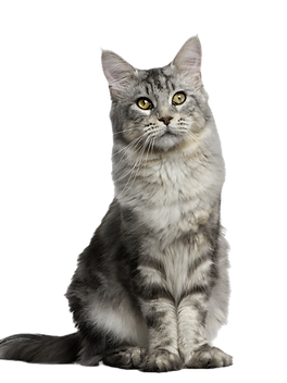 Cat_edited.png