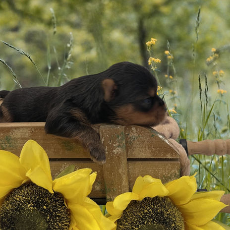 An ethically bred traditional blue & gold male Yorkshire Terrier (Yorkie) puppy rests its head over the edge of a rustic wooden garden wheelbarrow, surrounded by a vibrant display of yellow sunflowers against a soft, green grassy background. The puppy is located in Texas.