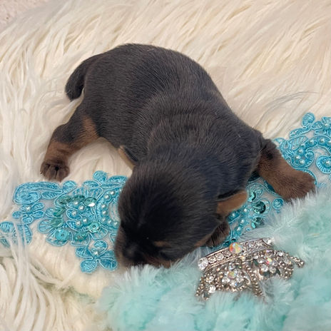 An ethically bred standard male newborn yorkie puppy with a traditional blue & gold coat rests on a fluffy white blanket, nestled near a delicate blue lace trim with a sparkling jeweled crown, adding a glamorous touch to the scene.