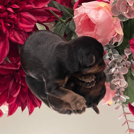 Ethically Bred Traditional Blue & Gold Male Yorkshire Terrier - Boy Yorkie Puppy In Texas Reflected On A Mirror