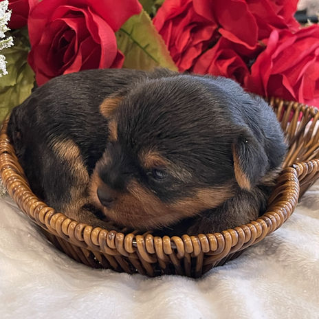 KanDew Yorkie Puppy In Texas - Ethically Bred 2 Week Old Traditional Girl In A Heart Shaped Basket On A White Blanket With Red Roses For Valentine's Day