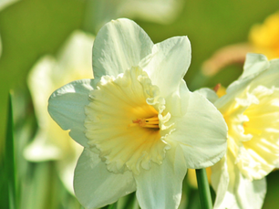 Daffodils: Our Favourite Spring Flower