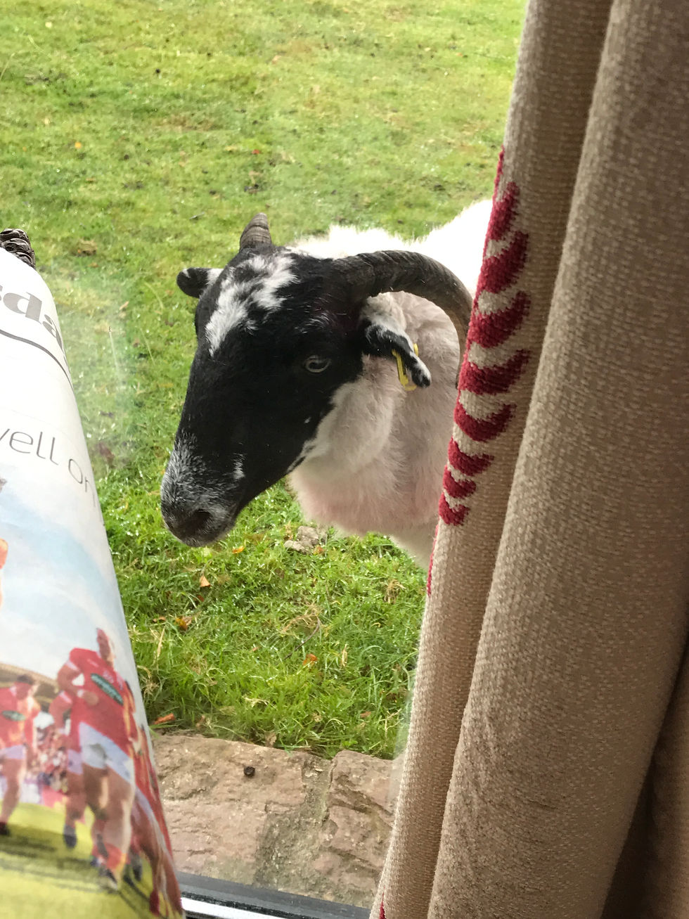 Good morning, I could do that painting….baaaaaa