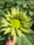 Flower Farmer Sunflower