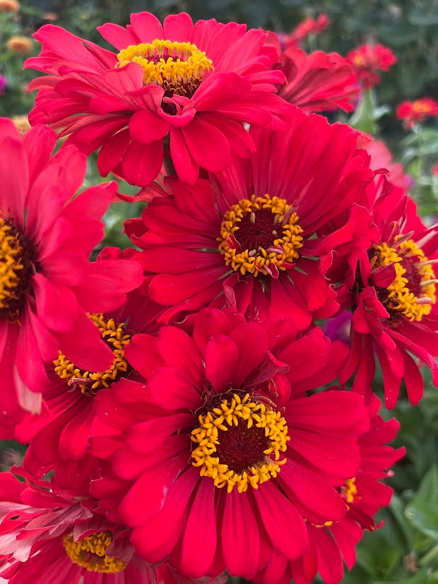 Farm Fresh Zinnias