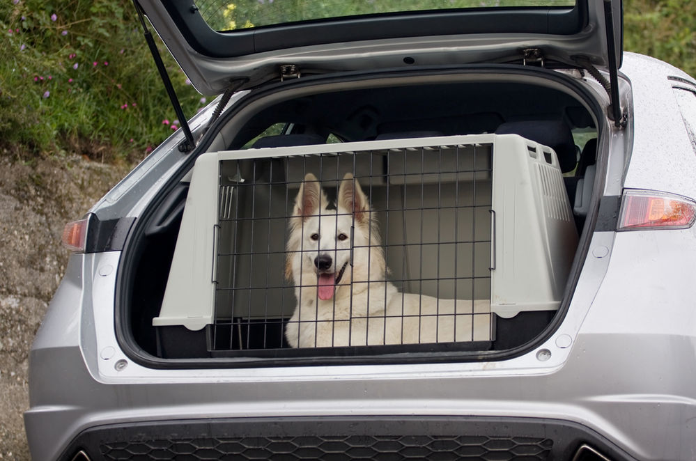 Tips for Safely Transporting Your Dogs
