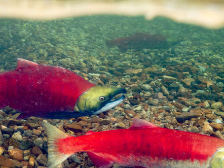 $410 Million Investment Injects Hope into the Future of Pacific Salmon