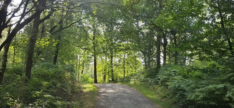 Calm, sunlit, tree lined forest path at Delamere Forest