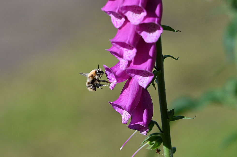 A flowering foxglove with bee just about to enter a flower to seek pollen