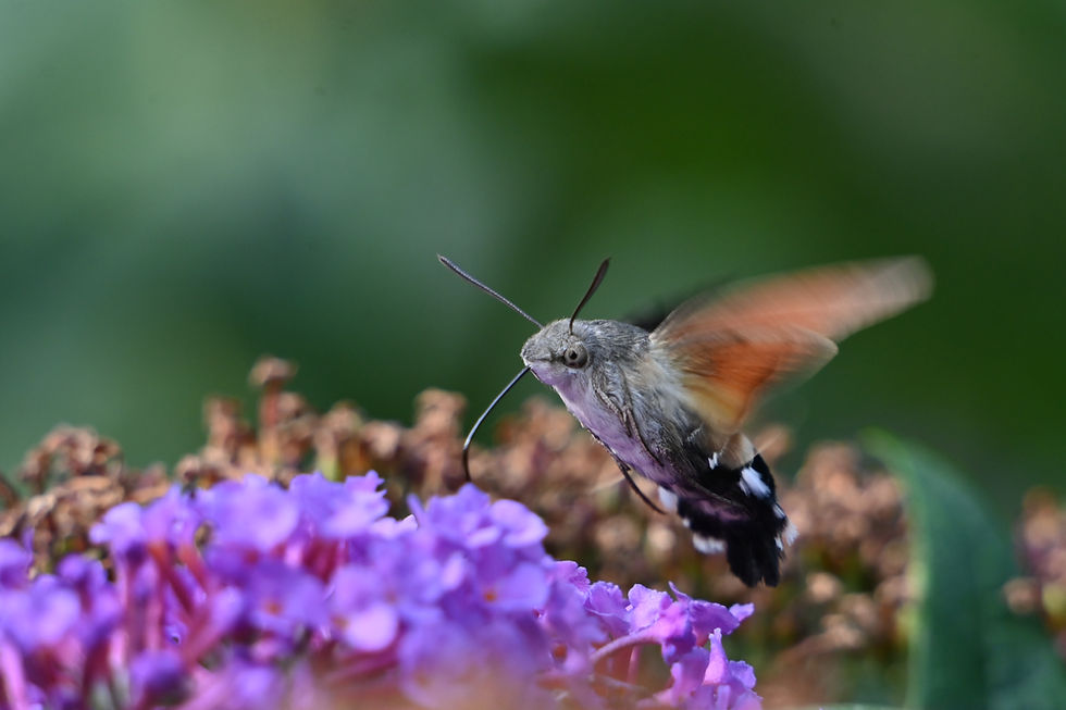A hummingbird hawk-moth hovering above bright purple buddleia at Sherwood Pines