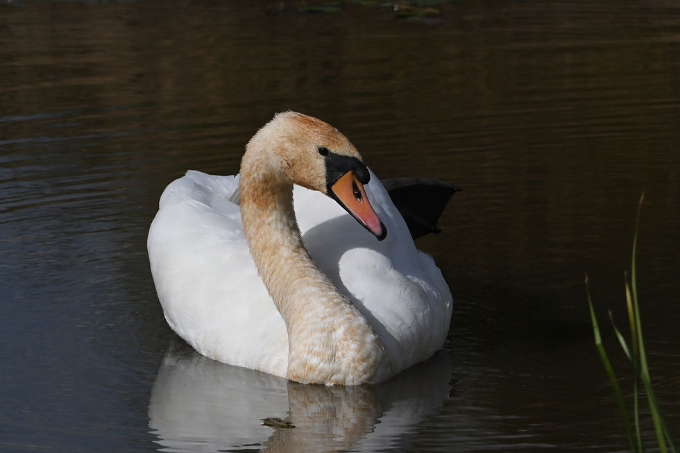 A mute swan in the pond with a dirty orangey neck