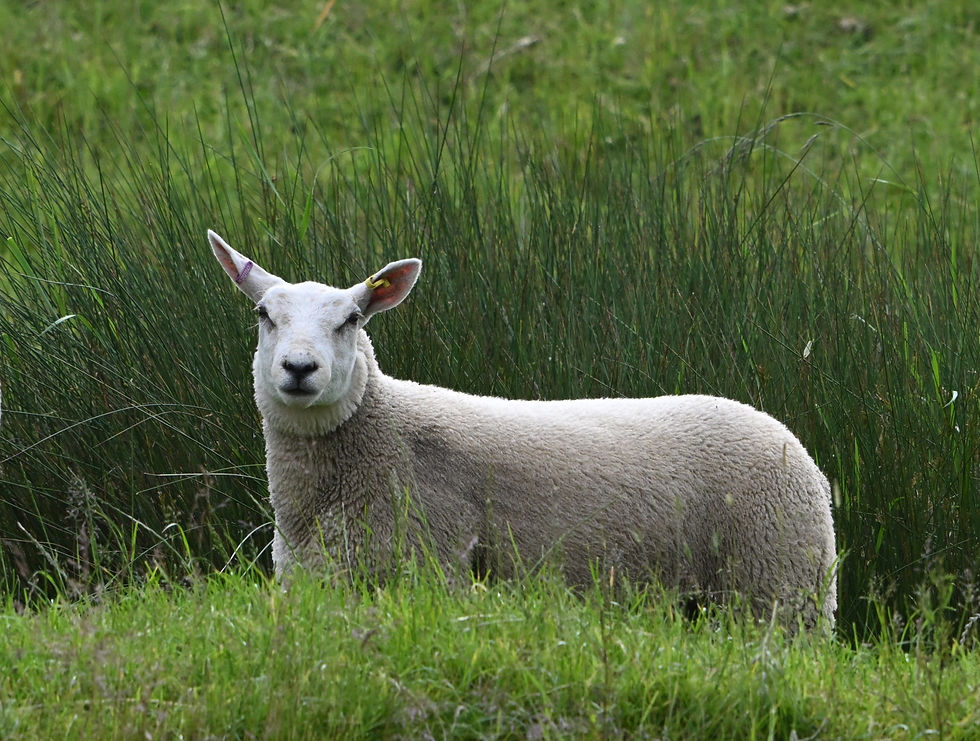 A lamb on the river's edge amongst grasses and reeds.