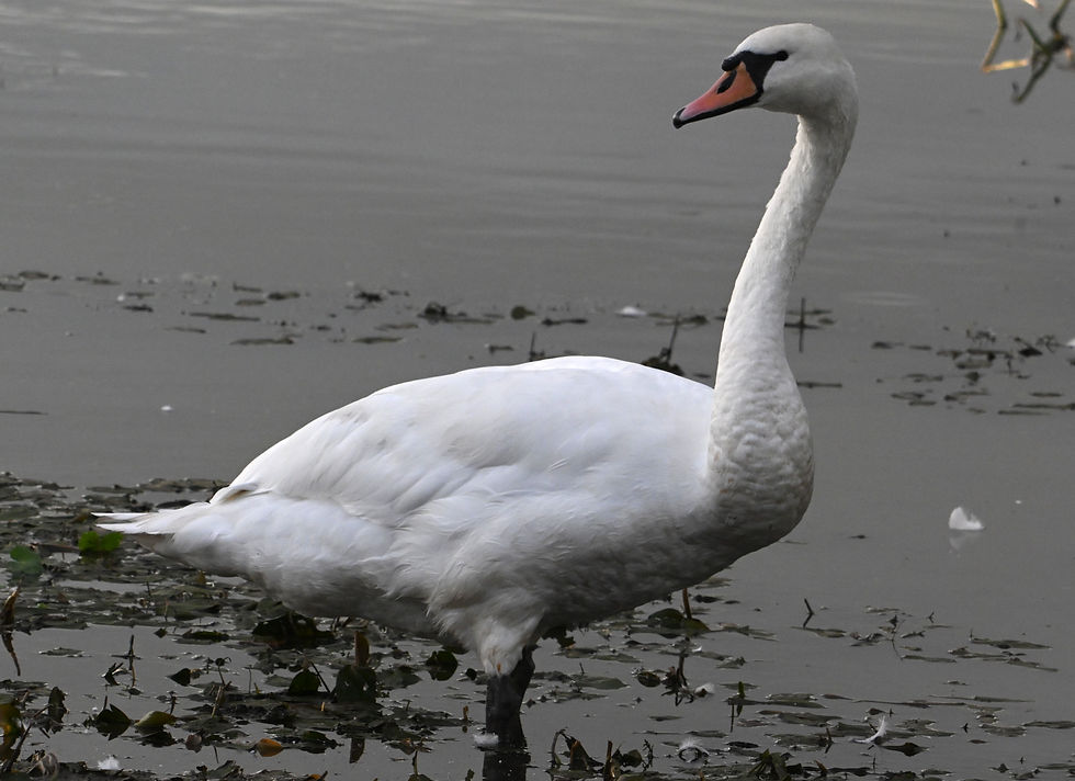 A mute swan stood in the shallow pond next to the river Ouse, its legs clearly visible