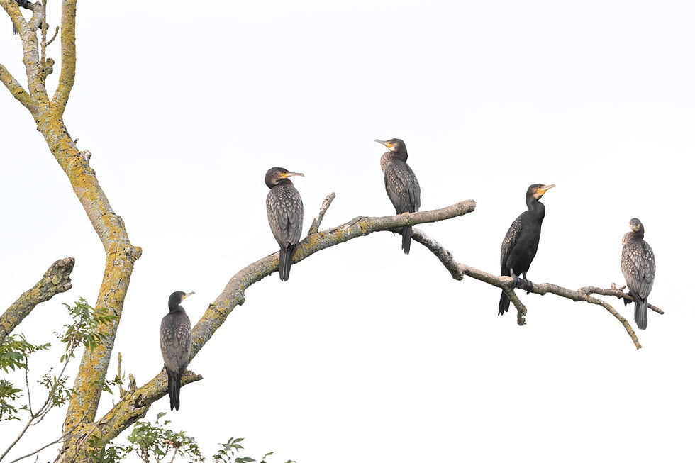 Five cormorants sitting atop a tree looking in different directions with a good vantage point over some ponds.