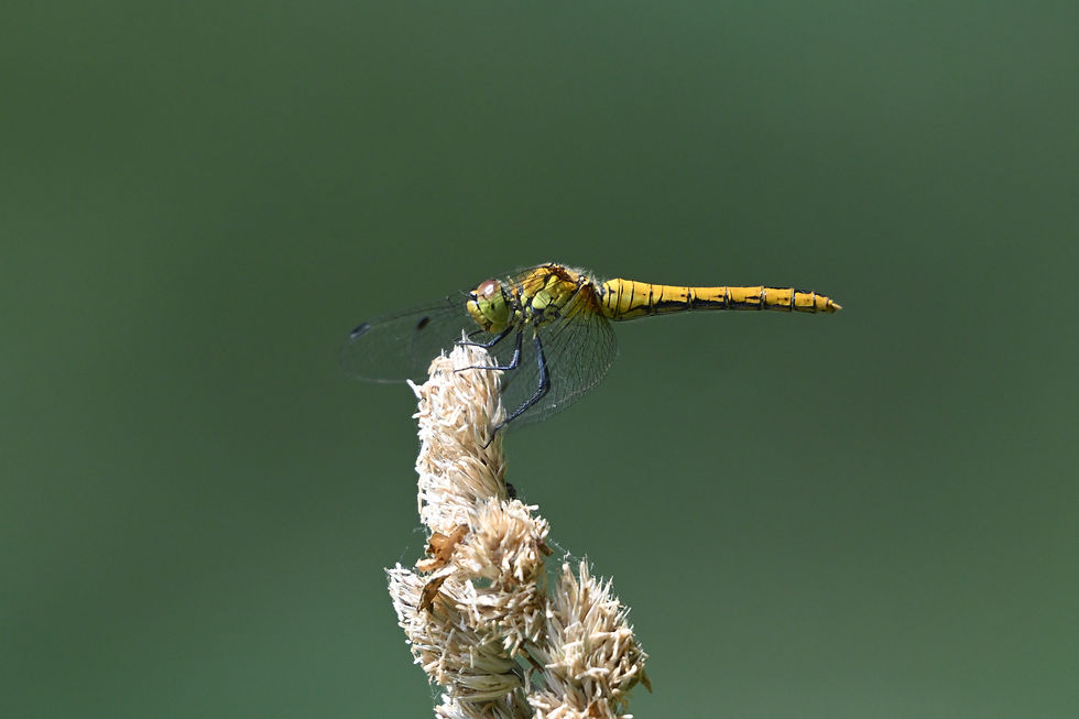 A common darter dragonfly on a parched seed head at Wheldrake woods