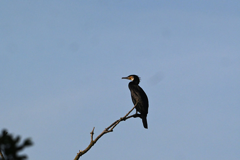 A cormorant sat at the top of a tree watching and waiting