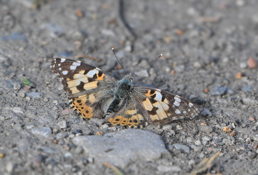 Painted lady butterfly resting on a gravel path