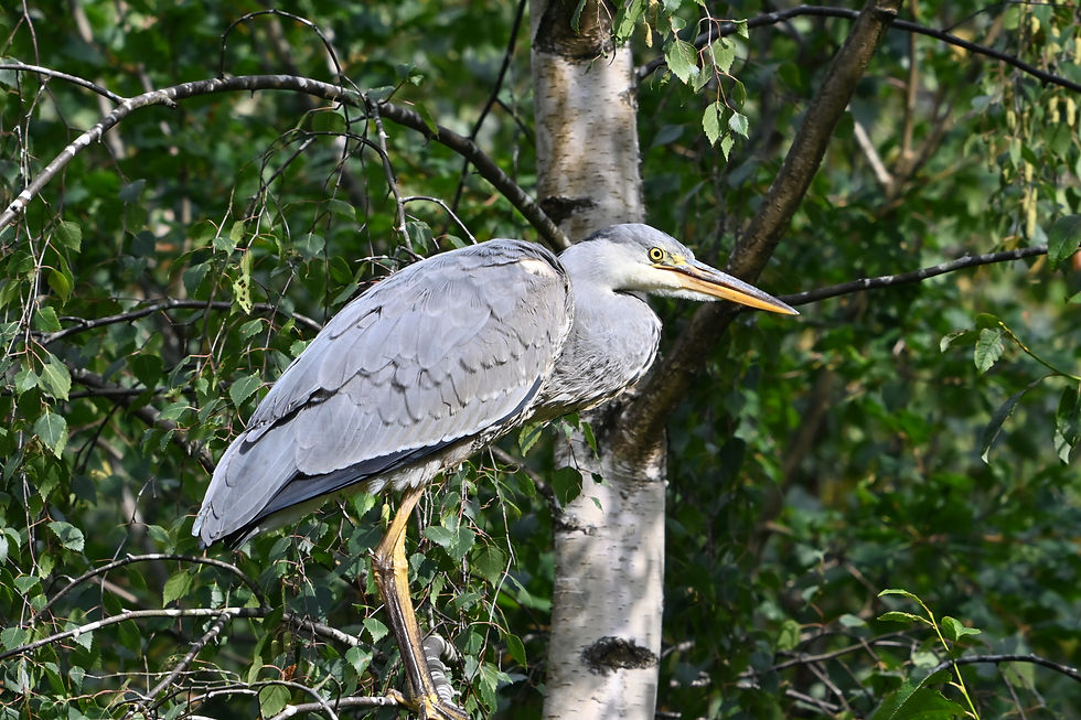 A grey heron perched in a birch tree patiently awaiting any approaching prey