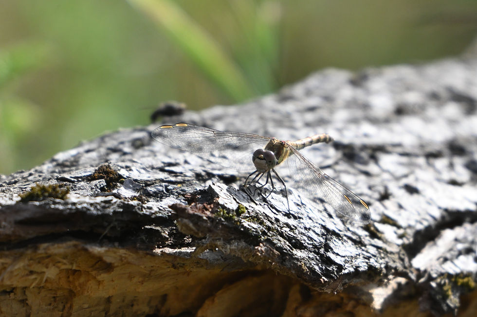 Dragonfly resting on a log with a large fly in the background.
