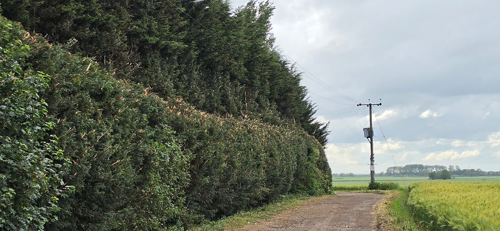 A bank of mature leylandii trees that have been brutally cut back under some powerlines in the middle of the bird breeding season.