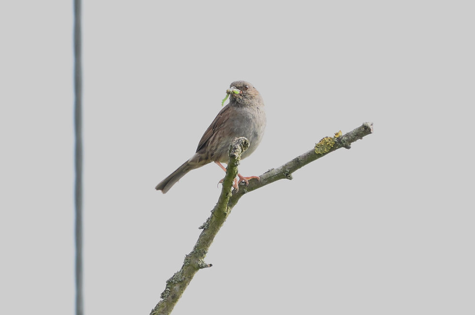 A dunnock sat on top of a dead tree top with a green caterpillar hanging out of its mouth