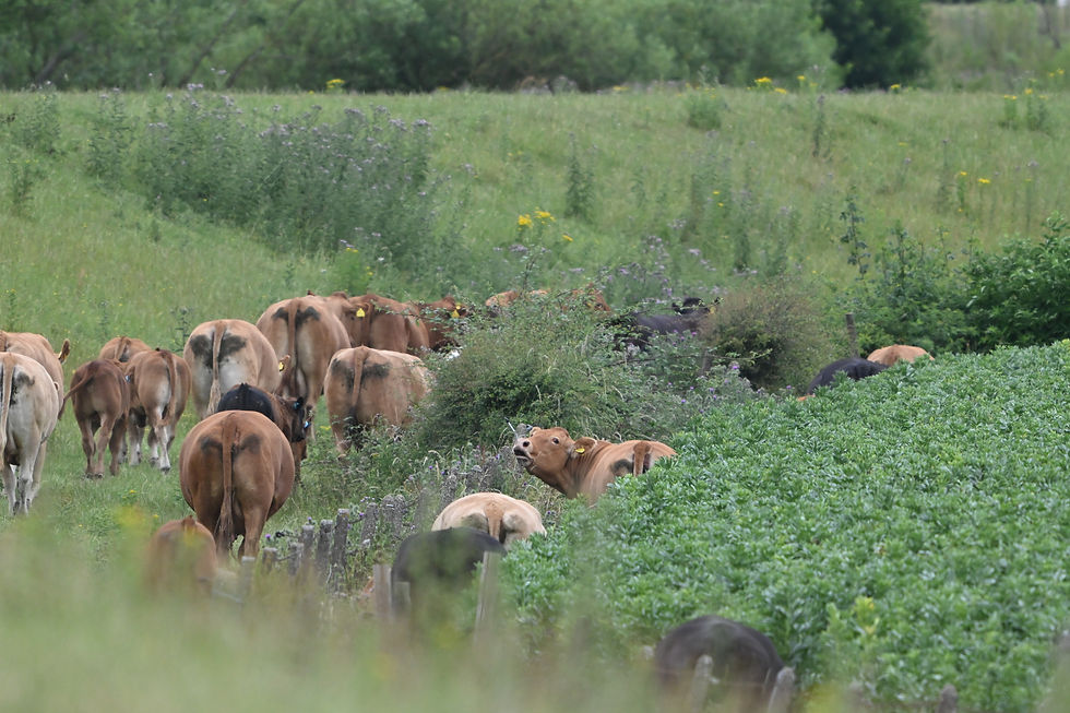 Riverbank cows, some still on the riverbank and others on the other side of a fence that they pushed over enjoying a taste of freedom (and some broad beans!).