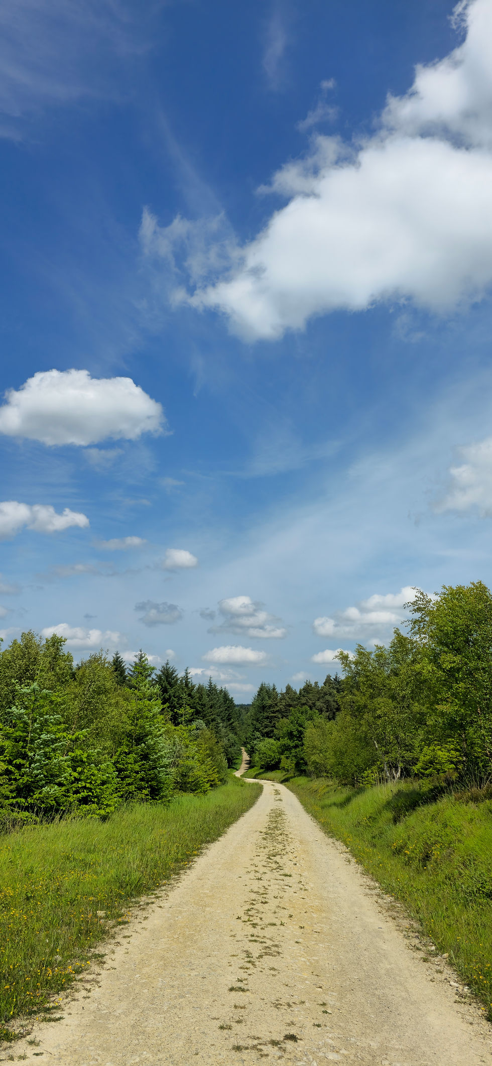 View down a sunlit path at Cropton forest with vast expanse of blue sky and fluffy white clouds