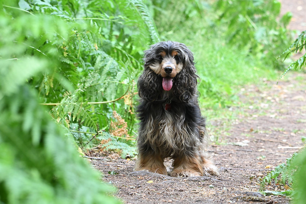 A cocker spaniel that was following me through the woods posing for a photograph on the woodland path