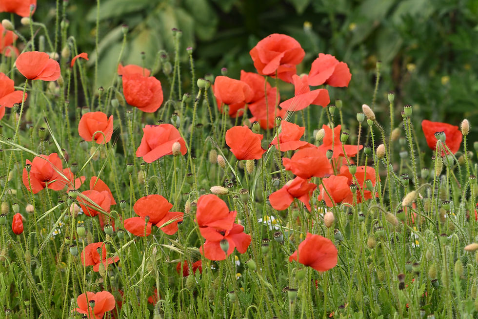 A sea of red poppies on a lane verge with some broad beans in the background.