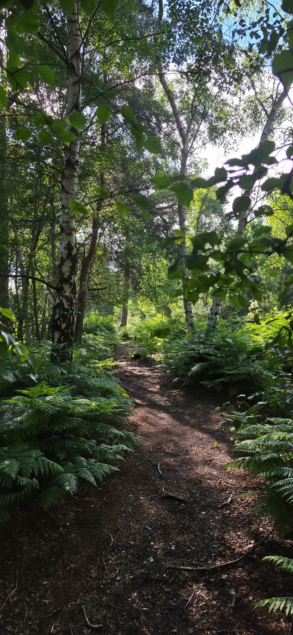 A birch woodland path at Skipwith Common National Nature Reserve lined with ferns