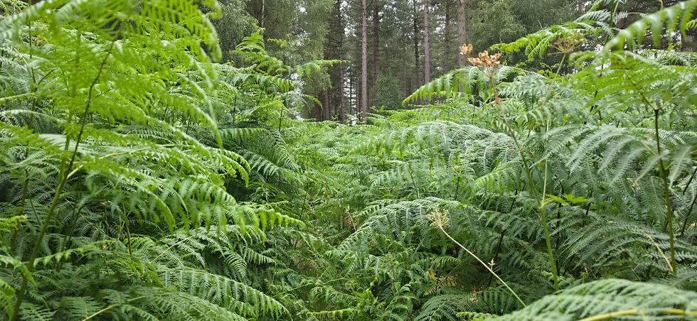 Incredibly tall ferns at Wheldrake woods obscuring the path