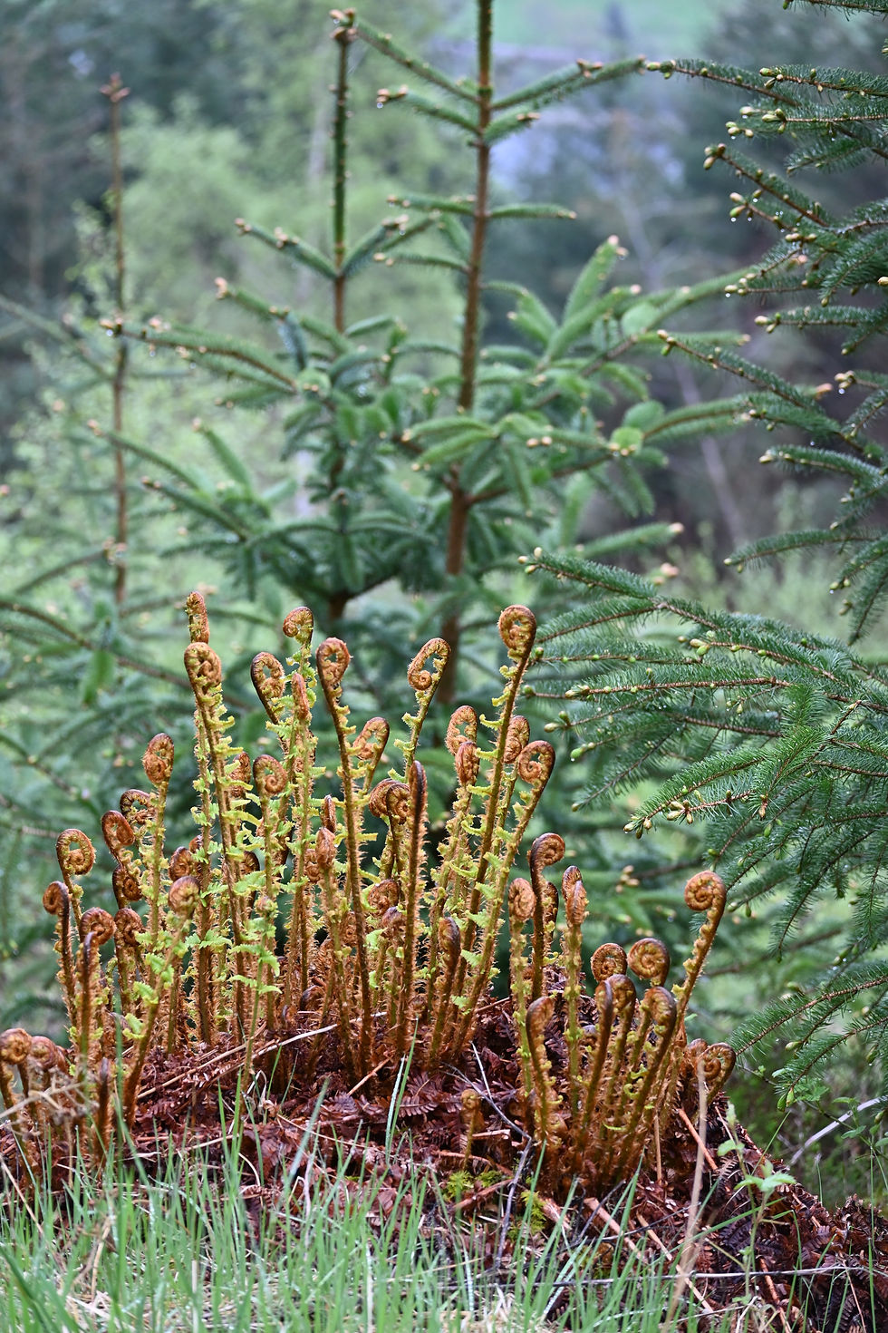 A group of newly emerging ferns unfurling on a forest hillside during spring.