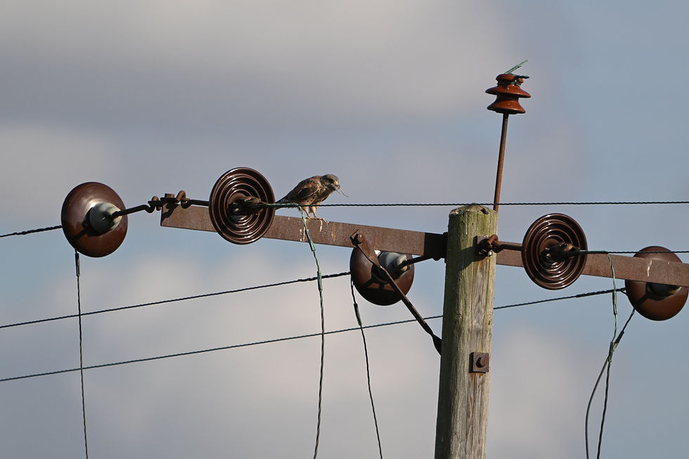 A kestrel perched on top of a wooden pylon eating a mouse or rat - legs and tail protruding from its mouth