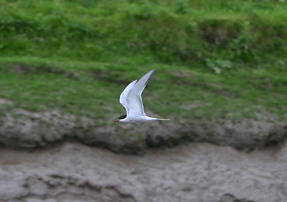A common tern weaving along the river Ouse looking for food.