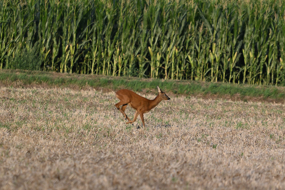 Roe deer galloping through a field