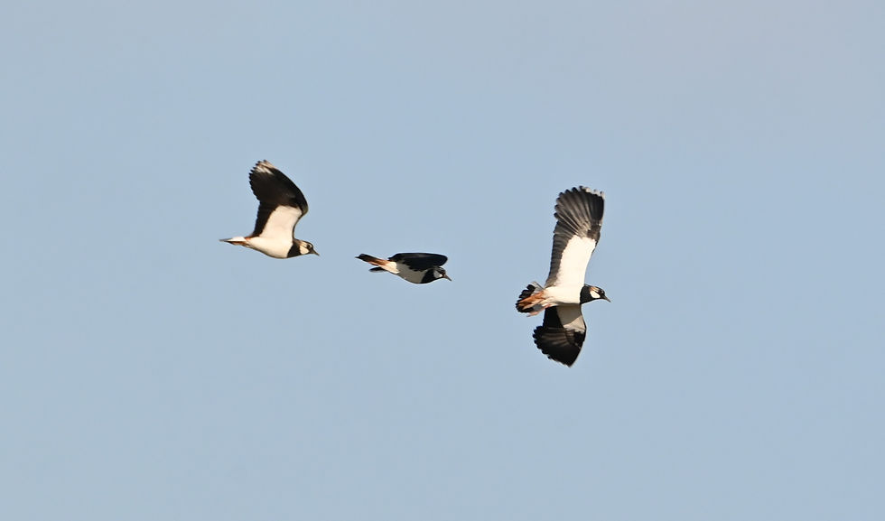 A heavily cropped image of three lapwings flying against blue sky