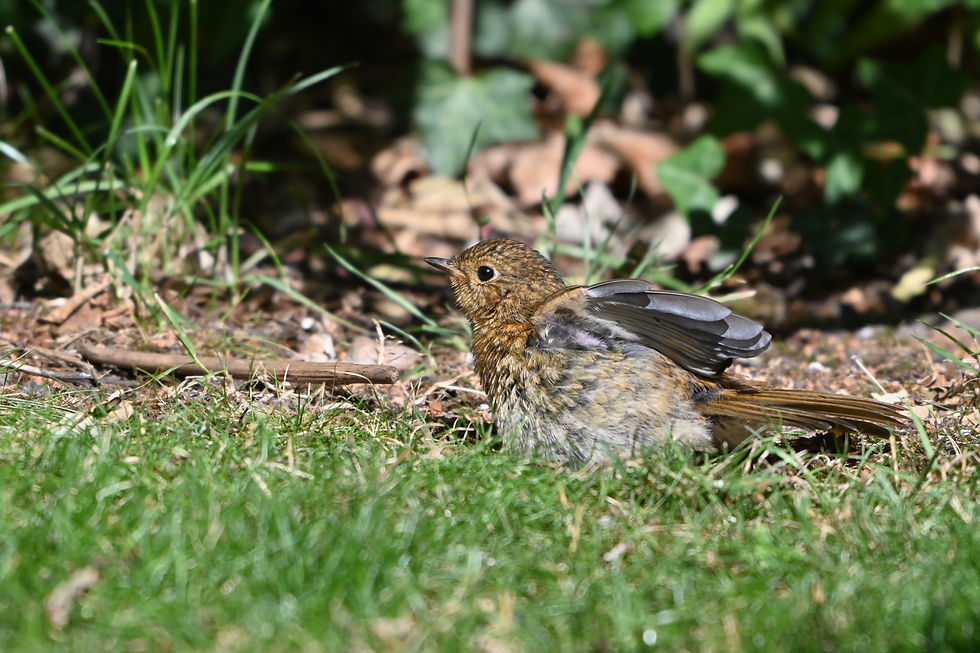 A juvenile robin drying off in the garden after taking a bath to cool itself down