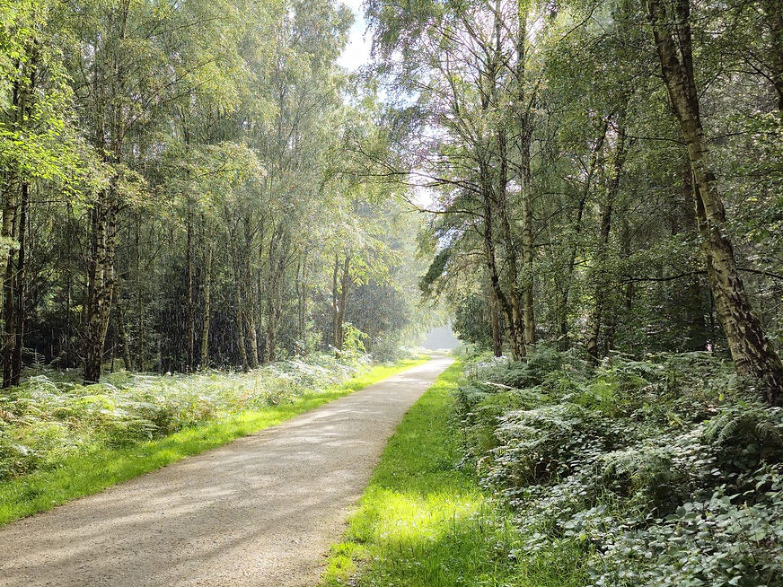 Sunlit forest path at Sherwood Pines in summer