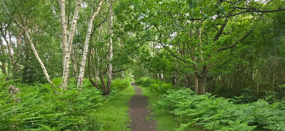 A tree and fern lined path at Skipwith Common National Nature Reserve