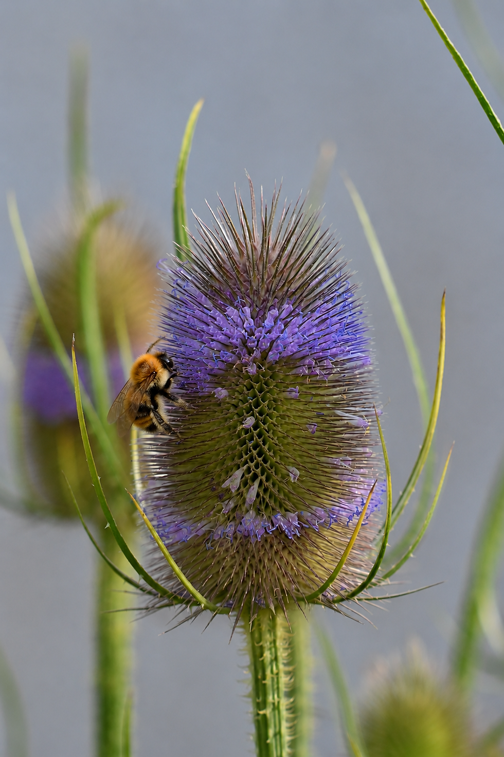 A bee landing on some flowering teasel alongside the river Ouse